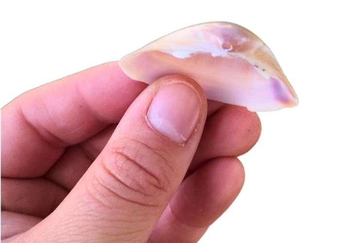 Come bucare le conchiglie con un cucchiaio: il metodo semplice e naturale